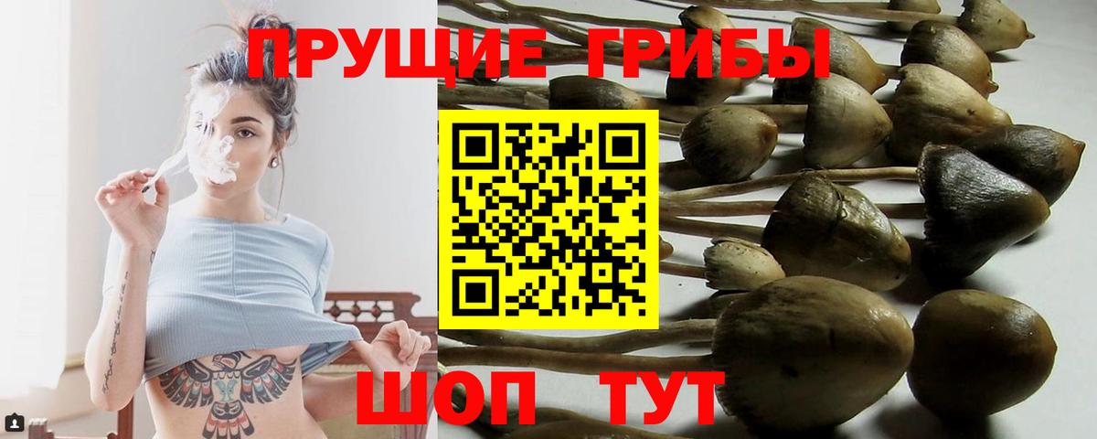 Ипатово  Галлюциногенные грибы прущие грибы  Галлюциногенные грибы Psilocybe  Вход с VPN 